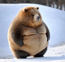 a large brown bear is standing in the snow with its arms crossed