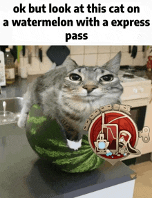 a cat is sitting on a watermelon with a express pass on it