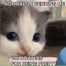 a kitten is looking at the camera and says normalize sending me 100 dollars for being pretty