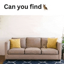 a cat is sitting on a couch in a living room with a rug .