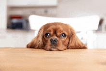 a brown dog is laying on a wooden table