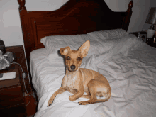 a small dog laying on a bed with white sheets