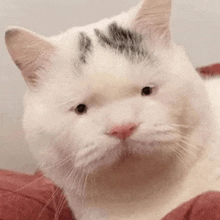 a white cat with a black spot on its face is laying on a bed .