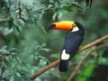 a bird with a large orange beak perched on a branch