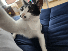 a black and white cat on a blue couch