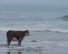 a painting of a cow walking on the beach with the words почему below it