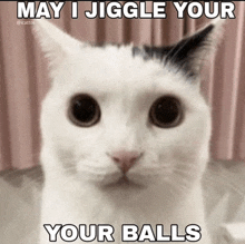 a white cat with the words may i jiggle your your balls