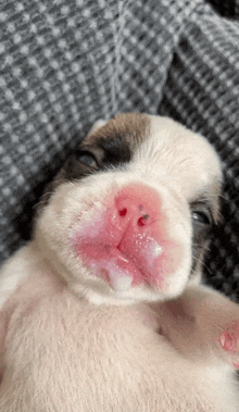 a close up of a puppy 's nose with a lot of saliva coming out of it