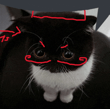 a close up of a black and white cat with red lines on it