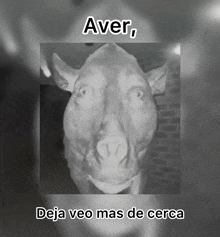 a black and white photo of a pig with the words aver deja veo mas de cerca below it