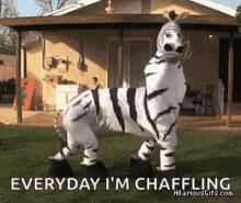 a zebra costume with the words `` everyday i 'm chaffling '' written on it