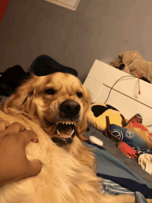 a dog is laying on a bed with a peace sign pillow in the background