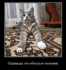 a picture of a cat laying on a rug with the caption " однажды это обоссало половин "