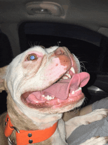 a brown and white dog wearing an orange collar with its mouth open