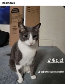 a gray and white cat is sitting on a carpet in front of a cardboard box .