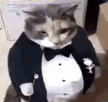 a cat in a tuxedo with a bow tie