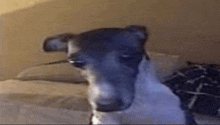 a small dog is sitting on a bed and looking at the camera .