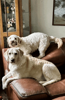 two dogs laying on a brown leather couch with a glass cabinet in the background