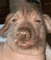 a close up of a pig 's face with a mohawk on its head .