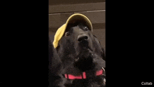 a black dog wearing a yellow hat is looking at the camera .