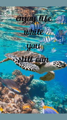 a sea turtle is swimming in the ocean with the words enjoy life while you still can