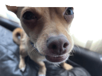 a close up of a dog 's nose with a white border around it