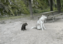 two dogs are sitting in front of a picnic table in the woods