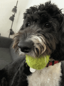 a dog holds a tennis ball in its mouth