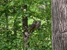 two owls are perched on a tree branch