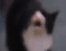 a blurry picture of a black and white cat looking at the camera