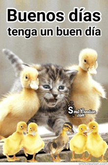 a kitten surrounded by ducklings with the words buenos dias tenga un buen dia