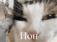 a close up of a cat 's face with the word " pon " on the bottom right