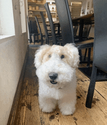 a small white dog is sitting on a wooden floor in a room