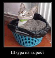 a cat is sitting in a blue basket with a black bag behind it and a caption in russian