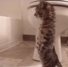 a cat standing next to a toilet in a bathroom