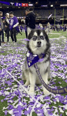 a husky wearing sunglasses and a bandana that says ' washington ' on it