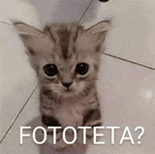 a kitten is sitting on a tiled floor and looking at the camera with the words fototeta .