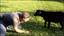 a man is kneeling down in the grass looking at a black cow with the website 4gifs.com in the background