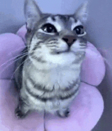 a cat is sitting on a pink flower shaped pillow and looking up at the camera .