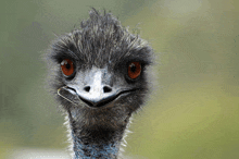 a close up of an ostrich 's face looking at the camera with orange eyes