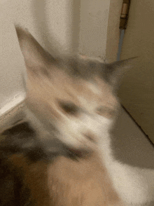 a blurry picture of a cat 's face looking at the camera