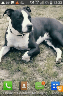 a black and white dog is laying in the grass with the phone contacts messaging and apps icons visible