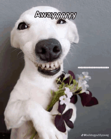 a white dog is holding a bouquet of flowers and the caption says away