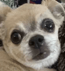 a close up of a small dog laying down on a bed .