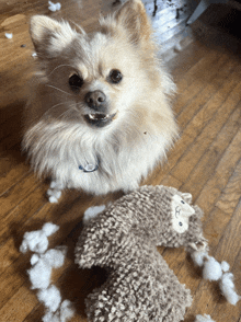 a pomeranian dog is sitting next to a stuffed animal