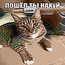 a cat is laying on the floor in a blurry photo with a foreign language caption .