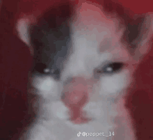 a close up of a cat with a red background .