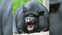 a large black pig with its mouth open