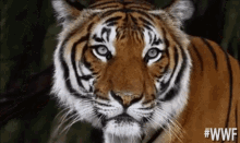 a close up of a tiger 's face looking at the camera