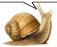 a close up of a snail on a white background